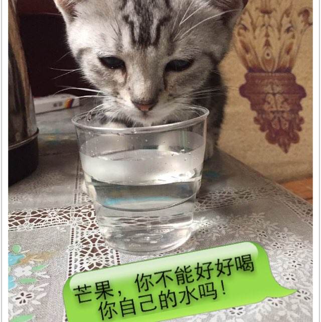 高仿印第安纳州ID